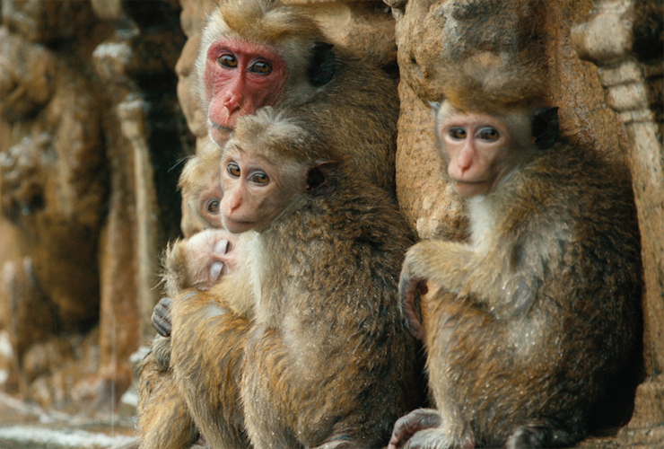 royaume-singes